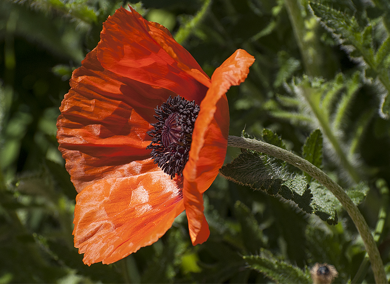 Tour Loire 05 - 201520150509_D35_8170 als Smartobjekt-1 Kopie.jpg - Zwischendurch winken Blumen, die von mir fotografiert werden möchten . Wer kann da schon Nein sagen